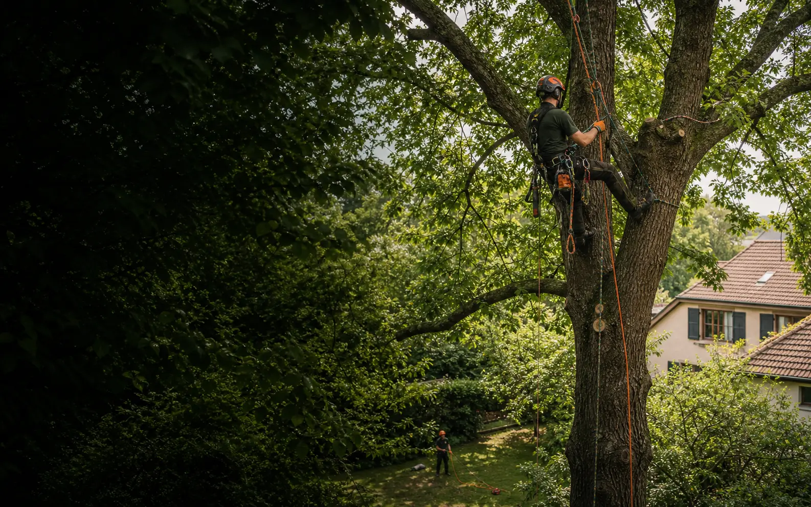 Élagueur arboriste en cordes dans un grand arbre près d'une maison alsacienne
