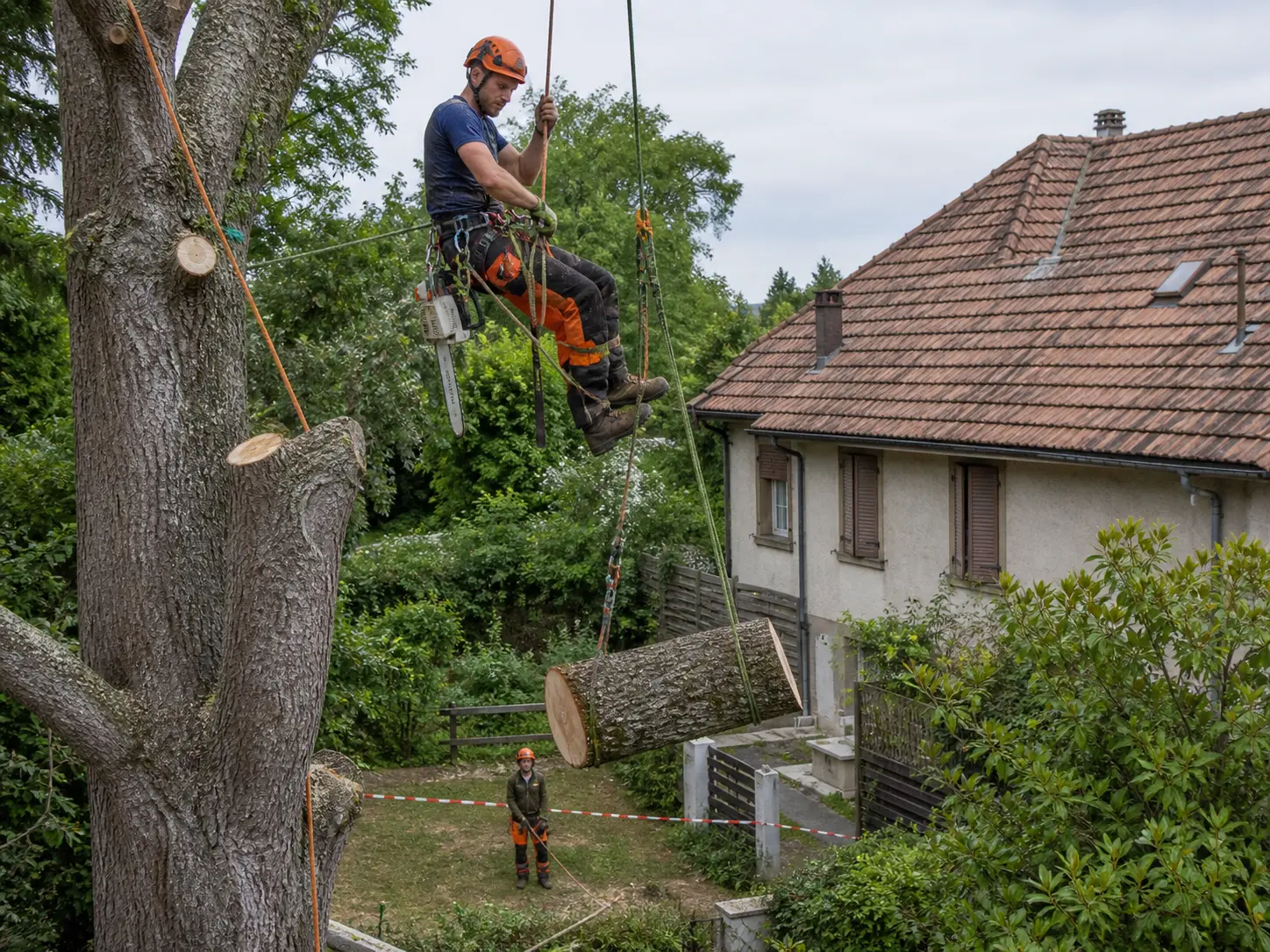 L'arbre dangereux, traité en sécurité